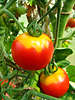 Rotgelbe Tomaten Früchte Paar, rot-gelbe zweifarbige Tomate am Tomatenstrauch reifend