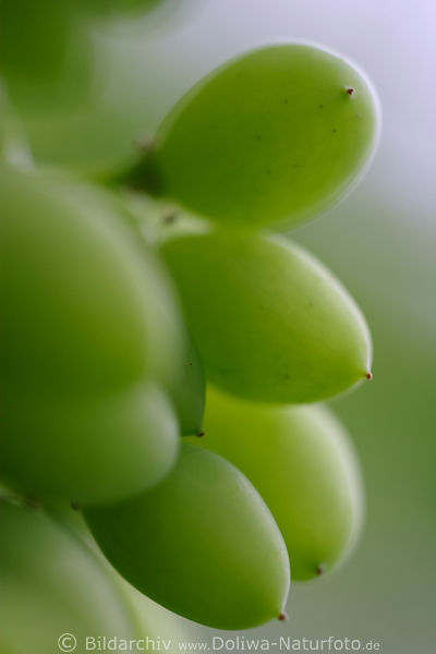Weintrauben Fotokunst abstrakt grn lngliche Trauben Makrobild