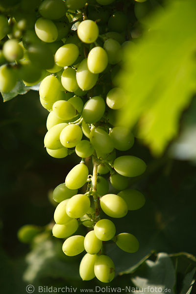 Weintrauben grne Frchte Weinrebezweig