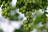706770_ Grne Trauben Vitis vinifera Weinrebe Foto, Weintrauben am Rebstock Zweig, Rebe Herbstsorte