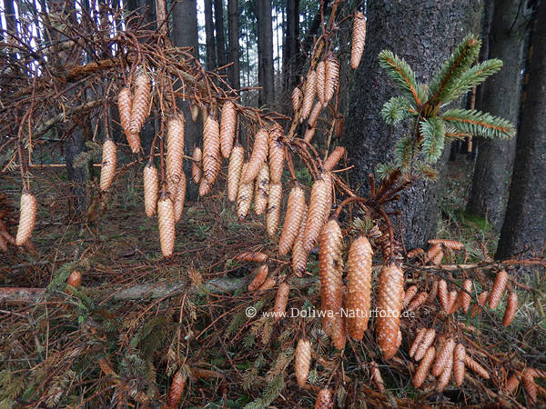 Fichtenzapfen Foto oval lange Samenzapfen dicht am Zweig helle Frchte Fichtenbaumes