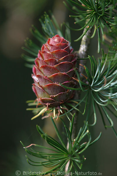 Rtliche Kiefernzapfen frisch am Zweig mit Grnnadeln neben alten Vorjahreszapfen