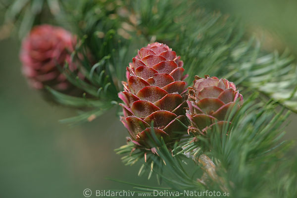 Rotzapfen Foto selektive Schrfe in Grnnadeln frische Kiefernzapfen rtliche Samenfrchte