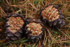 005820_Zirbenzapfen (Zirbelnuss) Samen Frchte sichtbare Krner Foto am Waldboden voll Nadeln