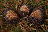 005823_Latschenkiefer Pinus mugo (Latsche), Fhre, Legkiefer, Krppelkiefer wie Krummholzkiefer