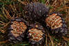 Zapfen der Zirbelnuss sichtbare Krner am Waldboden Foto Samenfrchte in Nadeln