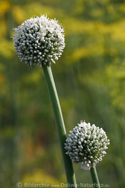 Zwiebelkpfchen Bltenknospen Kgelchen am Langstengel