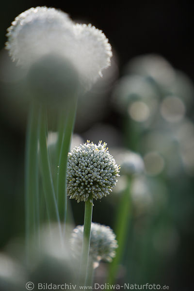 Zwiebelblte Fotokunst Zwiebelkpfe Gegenlicht-Reflexe