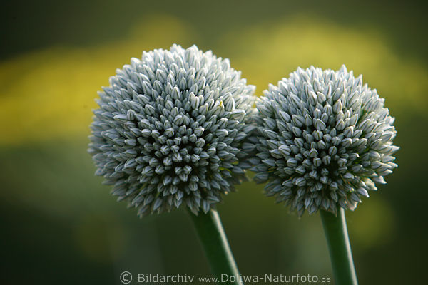 Zwiebeln Kpfchenpaar Fotokunst runde Kugelnblten