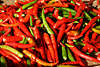 Chili Früchte Schoten Fotos Cayennepfeffer Capsicum frutescens scharfe Paprika