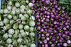 Zwerg-Auberginen lila & weiss Gemüsefrüchte Solanum melongena depressum