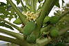 Papaya Carica papaya, Melonenbaum, Papayabaum Foto, Caricaceae exotische Obstbaum Frucht