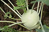 Kohlrabi Brassica oleracea Fotos, Kohlart grünes frisches Wintergemüse