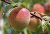 Pfirsich Prunus persica am Pfirsichbaum Fotos, runde Früchte Steinobst am Obstbaum 5x