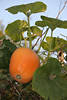 1409647_ Kürbisfrucht Foto am Zaun ranken Kletterpflanze Kürbisblätter am Himmel rund orange Gemüse