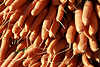 Möhren Mohrrübe Daucus carota sativa gelbrote Rüben Karotten Carrots carrots Wurzeln Foto