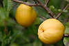 608984_ Quitte ( Cydonia oblonga ) Apfelquitte Frucht, Pigwa