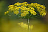807209_ Dill Bilder, Anethum graveolens Fotos, natürliches Gewürz gelbe Dillkrone Blüten Fotografie
