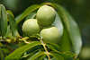 Nüsse Walnuss Schalenfrüchte am Nussbaum Kernobst