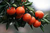 Orangenzweig Foto: rote Pomeranzen, Citrus sinensis Zitrusfrüchte, Apfelsinen Obstbaum Fruchtreife