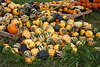 915608_Winterkürbisse Foto Cucurbita Früchte bunter Haufen farbiges Gemüse Bild