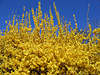 Forsythie Forsythia Frühlingsblumen gelbe Blüten Foto