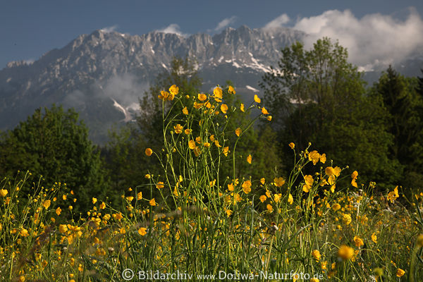 Hahnenfu gelbe Blumen der Berge Frhlingsblte Gipfel Hintergrund Bergwiese Landschaft