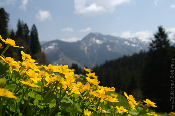Berghahnenfuß Ranunculus montanus gelbe Blüten Naturflora