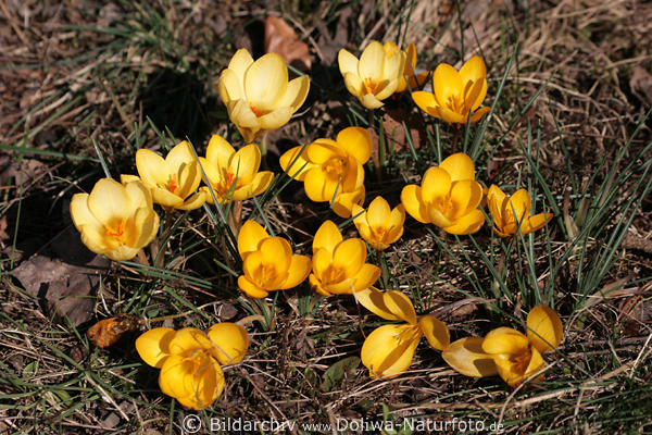 Krokus gelber Crocus chrysanthus Frhjahrsblher