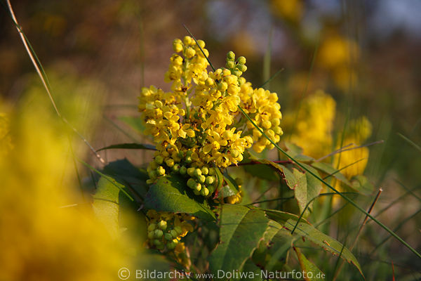Mahonie Mahonia aquifolium gelbe Frhlingsblten & Frchte Trauben immergrner Strauch