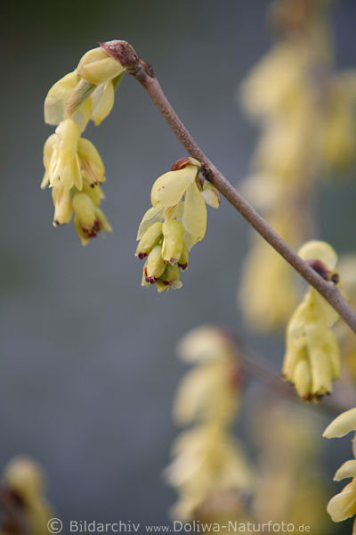 hrige Scheinhasel gelbe zarte Blten Foto, Corylopsis spicata Zaubernuss (Hamamelis) Strauch Frhlingsblte