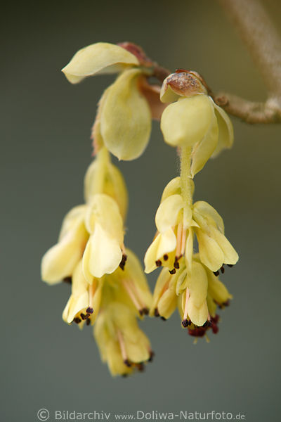 Zaubernuss Hamamelis Frhlingsblte Makrofoto Scheinhasel hngende Gelbblten Duo Corylopsis spicata