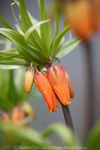 Kaiserkrone orangefarbige Bltenknospen