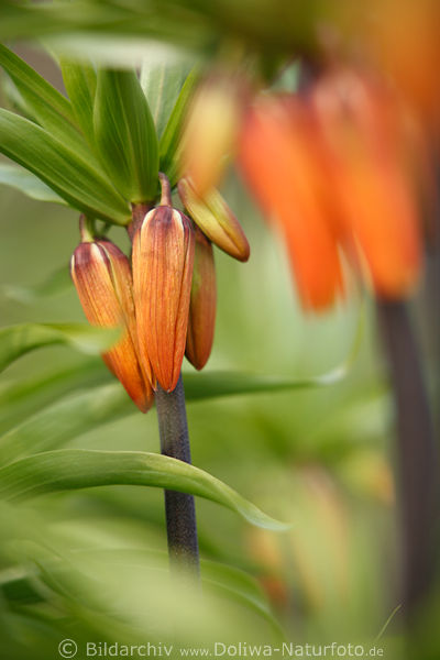 Kaiserkrone Orangeblten Foto in grnen Blttern Fritillaria imperialis