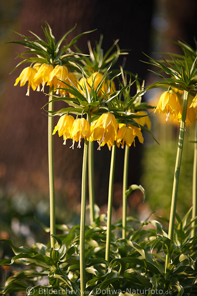 Gelbglocken der Kaiserkrone  Frhblte Foto unter Bltterkrone der exotischen Lilieblte