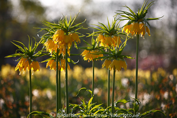 Lutea Frhjahrsblte acht Kaiserkronen im Gegenlicht Fritillaria imperialis exotische Lilieglocken