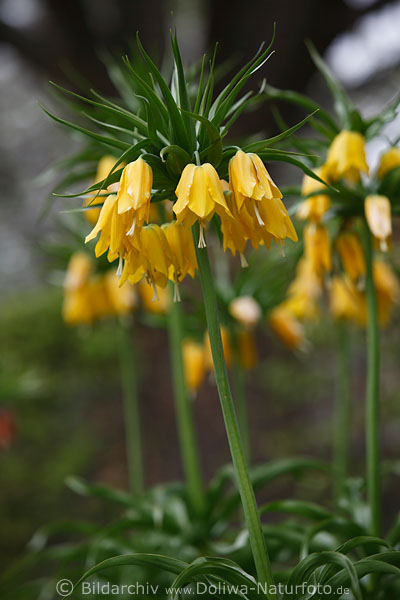 Kaiserkronen exotische Gelbglocken Florafoto dekorative Frhlingsblte in effektvollen Grnbltter