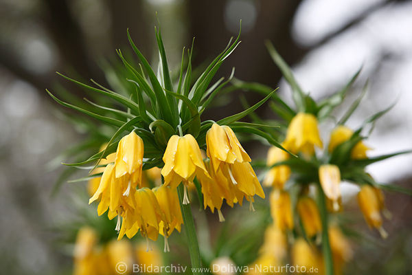 Fritillaria imperialis  Gelbblten exotische Lilieglocken Lutea Kaiserkronen