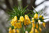 103557_Fritillaria imperialis  Gelbblten exotische Lilieglocken Lutea Kaiserkronen Frhjahrsblten Makrofoto