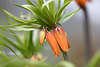 904013_ Kaiserkrone Fritillaria imperialis Foto: exotische Lilie gelbrtliche Hngeblten unter Bltterkrone