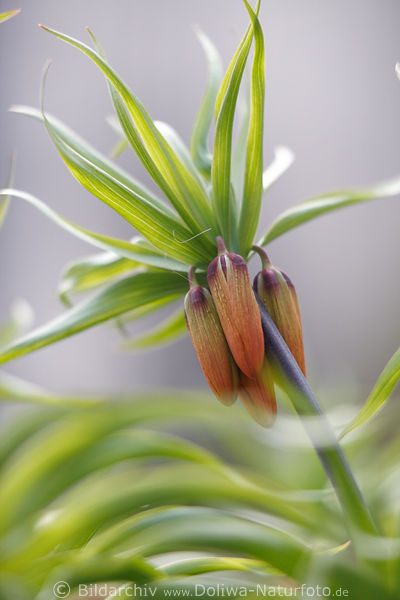 Kaiserkronen Fritillaria imperialis Blte gelbrtlich bis orangefarbig exotische Lilienart