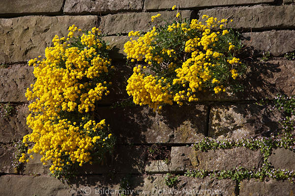 Steinkraut Felsensteinkraut dichte gelben Kissen Alyssum saxatile