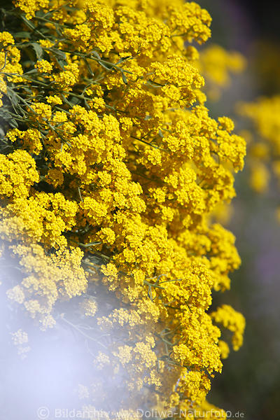 Steinkraut dichte Gelbblten Mauer Blumenkissen Felsensteinkraut Kletterpflanze