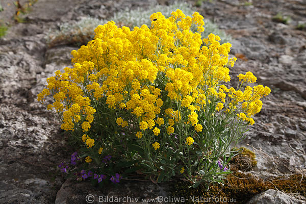 Felsensteinkraut Gelbblumen dichte Pracht an Mauer blht gelb hochstehend
