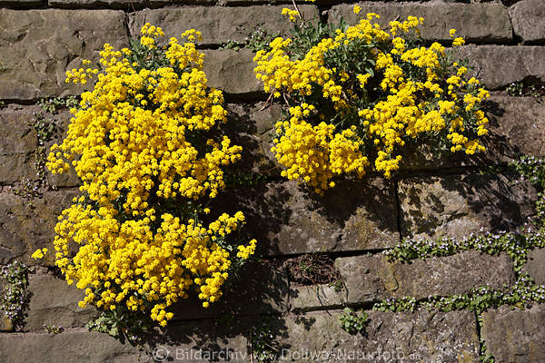 Steinkraut Alyssum saxatile Felsensteinkraut an Mauer klettern