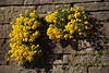904687_ Steinkraut Foto Felsensteinkraut dichte gelben Kissen Alyssum saxatile Bild klettern an Mauer