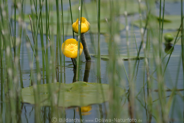 Seerosen Gelbbltenpaar blhend ber Wasser hinter grnem Schilfgras Seerosen grne Bltter