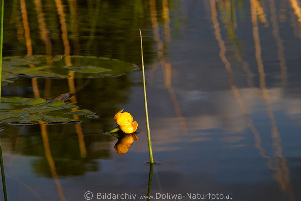 Seerose Blte im Wasser Seerosen Nymphaea Schilf Spiegelungen im Seewasser Gelbe Teichrosen