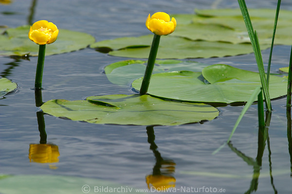 Seerosen Nymphaea gelbe Teichrosen Mummel Nuphar lutea Wasserrosen