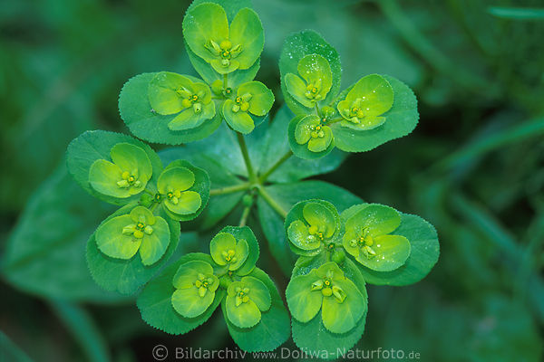 Sonnenwendwolfsmilch Alchemilla vulgaris Frauenmantel grüne Wildblume